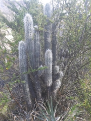 Oreocereus pseudofossulatus