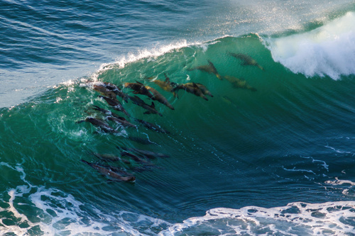 California Sea Lion photographed in Oregon