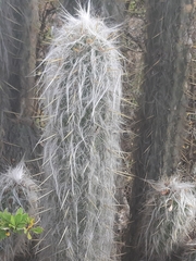 Oreocereus pseudofossulatus