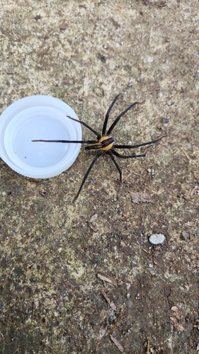 Photo of Spot-legged Bromeliad Spider (Cupiennius getazi)