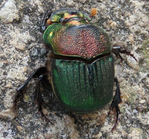 Rainbow Scarab