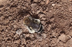 Diadasia bituberculata