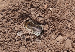 Diadasia bituberculata