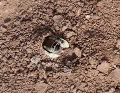 Diadasia bituberculata