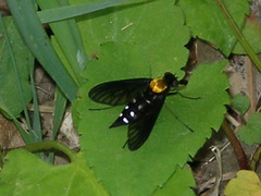 Chrysopilus thoracicus