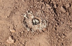 Diadasia bituberculata