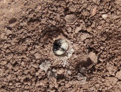 Diadasia bituberculata