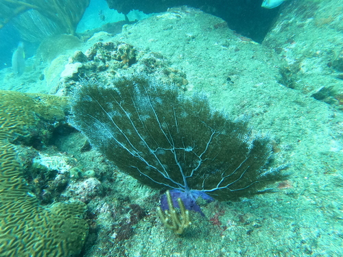 Common Sea Fan