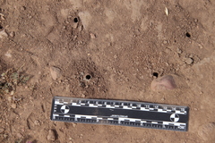 Diadasia bituberculata