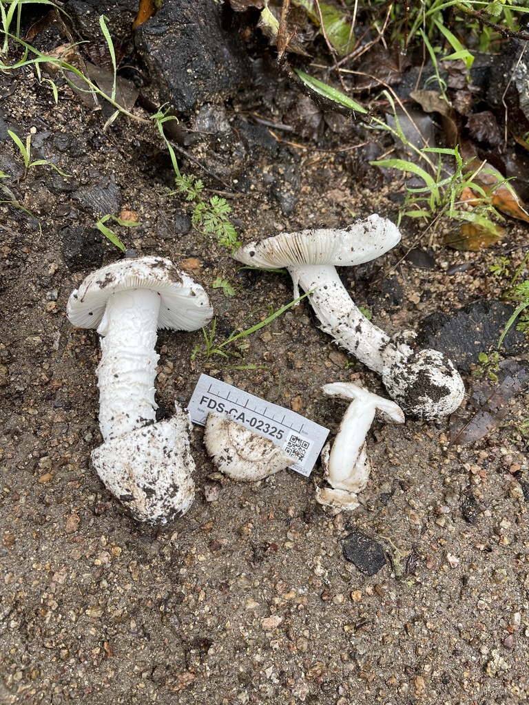 Amanita sp. 'lear'
