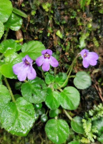 Petrocosmea duclouxii