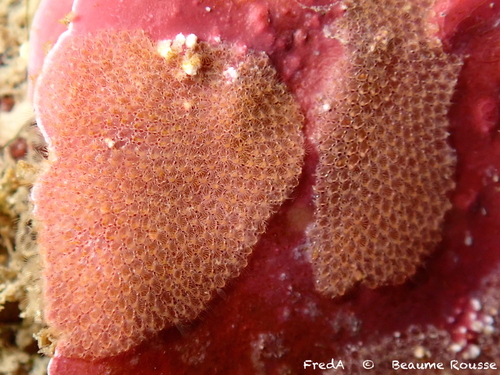 Representative image of Mollia patellaria