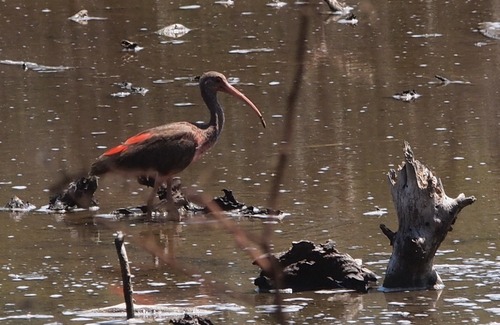 Ibis rouge, jeune