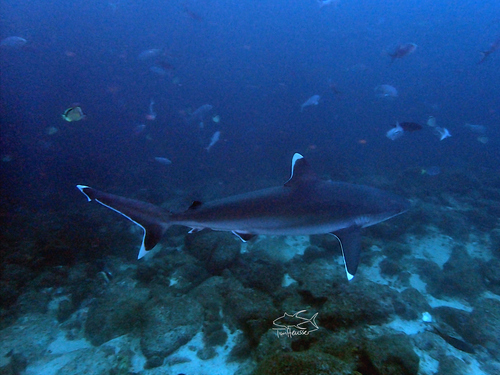 Silvertip shark (Carcharhinus albimarginatus) — Carcharhinidae — 4