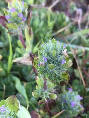 Pogogyne zizyphoroides