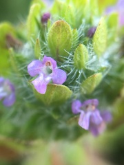 Pogogyne zizyphoroides