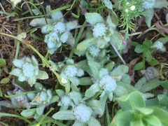 Psilocarphus oregonus