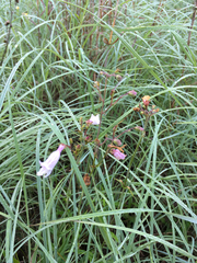 Penstemon laxiflorus