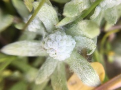 Psilocarphus oregonus