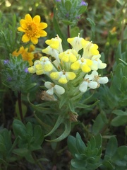 Castilleja campestris