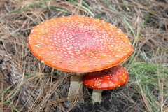Amanita muscaria