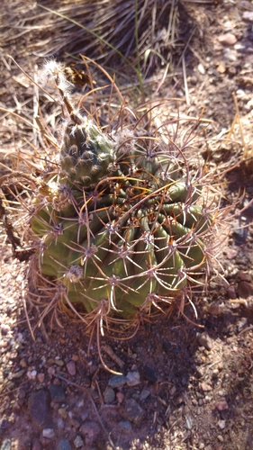 Acanthocalycium leucanthum