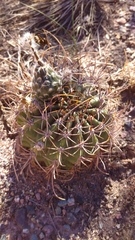 Acanthocalycium leucanthum