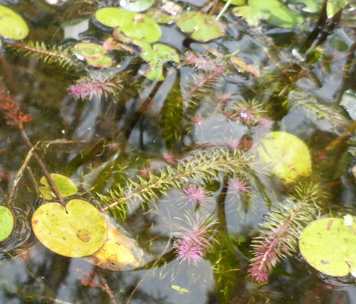 Stream bogmoss (Mayaca fluviatilis)