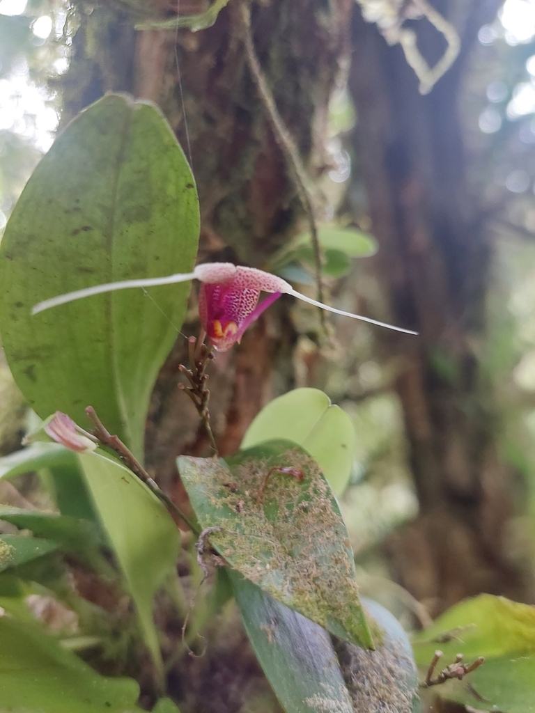Scaphosepalum swertiifolium