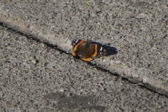 Vanessa atalanta