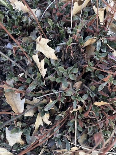 Eriogonum hemipterum, photograph 3
