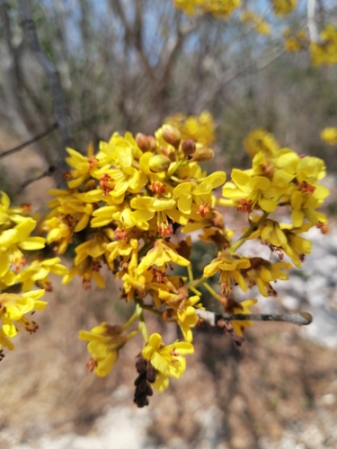 Cenostigma gaumeri, photograph 1