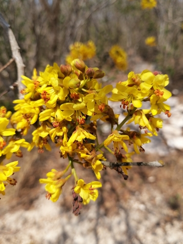 Cenostigma gaumeri, photograph 2
