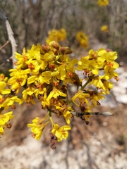 Cenostigma gaumeri, photograph Jorge Armín Escalante-Pasos, CC BY, iNaturalist via GBIF