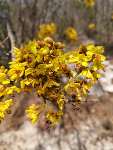 Cenostigma gaumeri, photograph 3