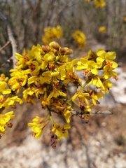 Cenostigma gaumeri, photograph Jorge Armín Escalante-Pasos, CC BY, iNaturalist via GBIF
