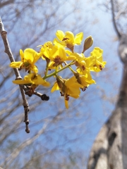 Cenostigma gaumeri, photograph Jorge Armín Escalante-Pasos, CC BY, iNaturalist via GBIF