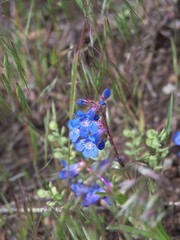 Penstemon virens