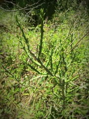 Cylindropuntia leptocaulis