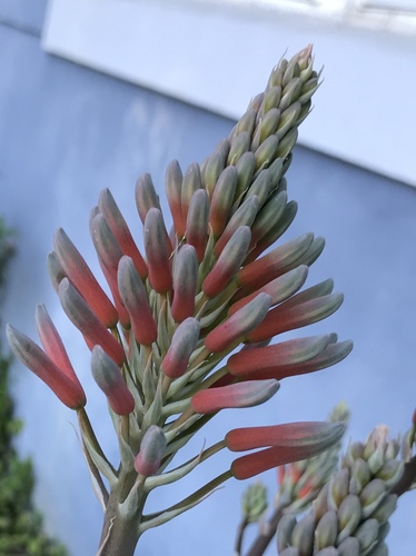 Asphodelaceae image