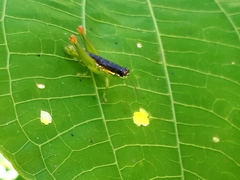 Liebermannacris dorsualis