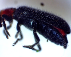 Placopterus thoracicus