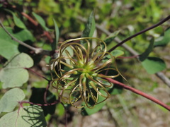 Clematis texensis
