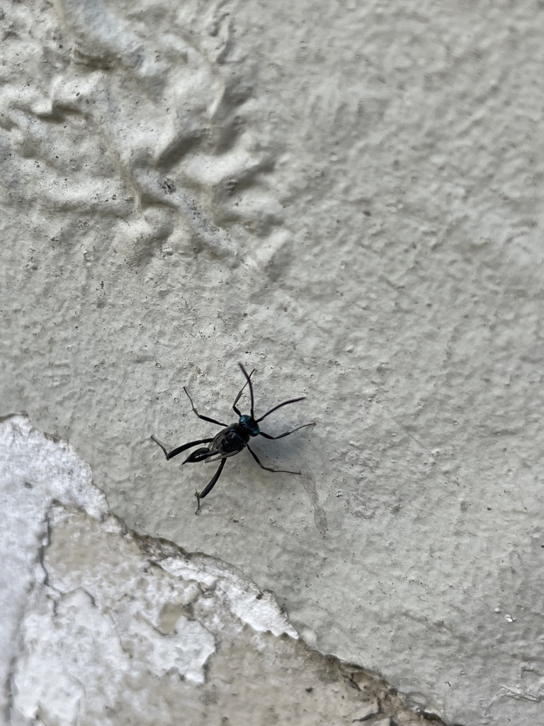 Blue-eyed Ensign Wasp from Calle 58, La Plata, Provincia de Buenos ...