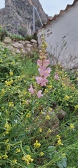 Antirrhinum australe, photograph (c) poblado_verde_en_acción, some rights reserved (CC BY)
