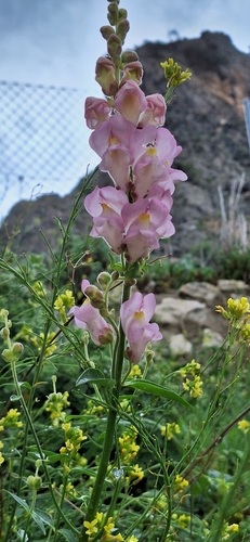 Antirrhinum australe, photograph 3