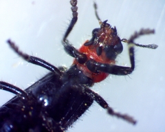 Placopterus thoracicus