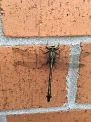 Gomphurus lineatifrons