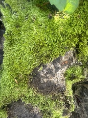 Scleropodium obtusifolium