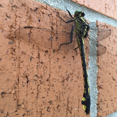 Gomphurus lineatifrons